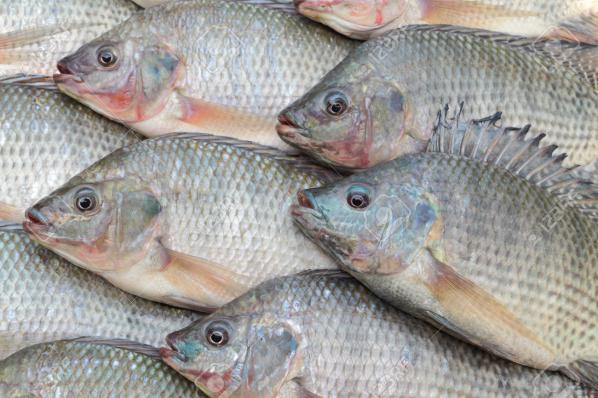 پرورش دهنده برتر ماهی سالمون در کشور