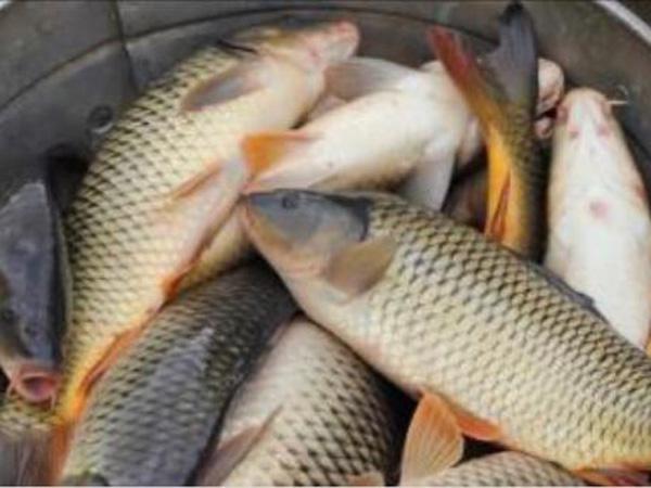 قیمت بچه ماهی کپور | عرضه کننده برتر انواع آبزی در کشور