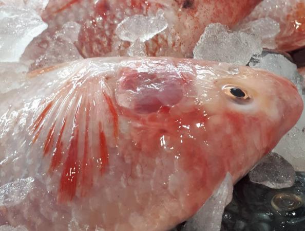 سفارش اینترنتی بچه ماهی تیلاپیا به قیمت ارزان