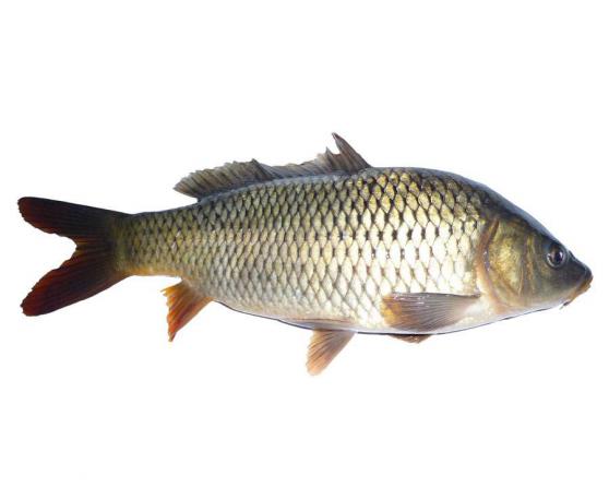 برترین پرورش دهنده ماهی کپور در کشور