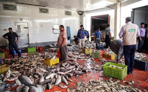 بازار بزرگ خرید ماهی جنوب باکیفیت در مشهد