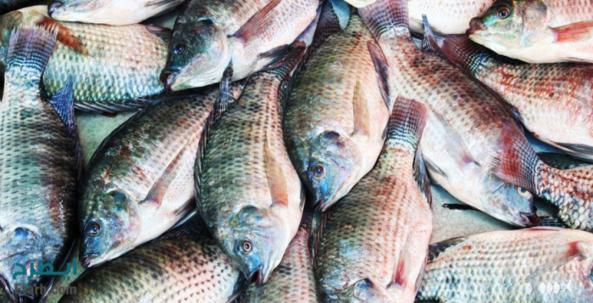 تولید کننده بچه ماهی تیلاپیا درجه یک در کشور