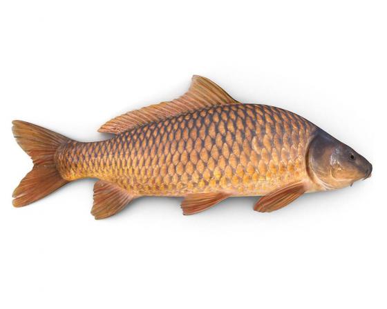صادرات ماهی کپور درجه یک
