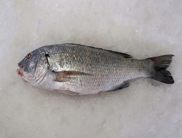 قیمت ماهی میش | مرجع خرید و فروش گونه های متنوع ماهی