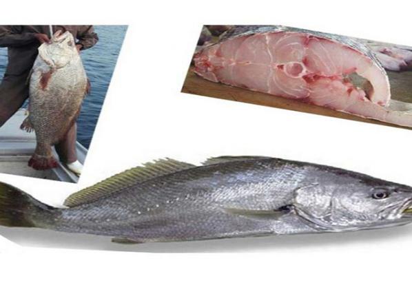 مشخصات و ارزش غذایی ماهی میش