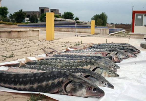 بهترین نوع ماهی | فروش عمده انواع ماهی و سایر آبزیان کشور