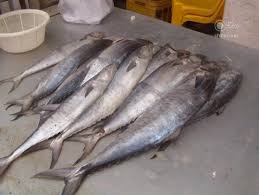 تولید کنسرو ماهی تون جنوب در کشور
