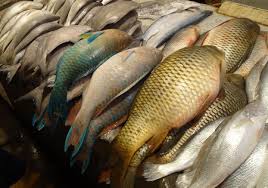 مصرف خوشمزه ترین ماهی جنوب کشور