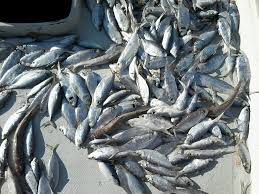 قیمت خوشمزه ترین انواع ماهی جنوب در بازار
