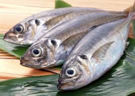صادرات خوشمزه ترین ماهی هامور جنوب