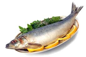 نمایندگی فروش انواع ماهی جنوب خلیج فارس