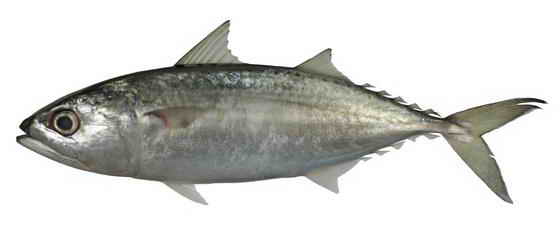 لیست قیمت ماهی جنوب خلیج فارس