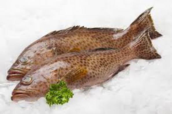 قیمت روز فروش ماهی هامور