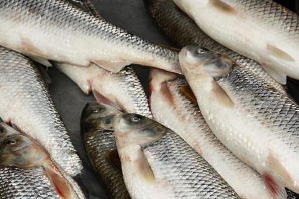 لیست قیمت روز ماهی