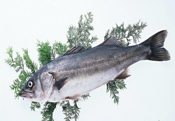 قیمت ماهی جنوب | بازار خرید و فروش آبزیان دریایی 