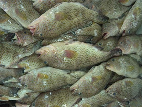 فروش ماهی هامور | توزیع کننده بهترین آبزیان دریایی جنوب ایران