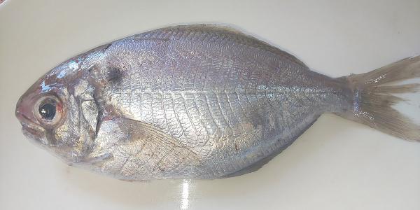 قیمت ماهی حلوا سفید | خرید و فروش انواع ماهی جنوب 