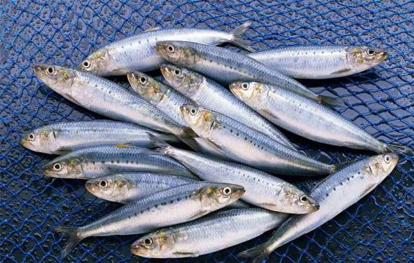 فروشندگان عمده ماهی سالمون در سراسز کشور