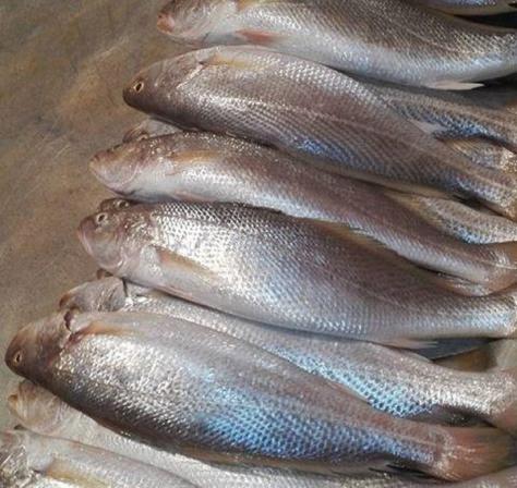 قیمت روز عمده ماهی شوریده