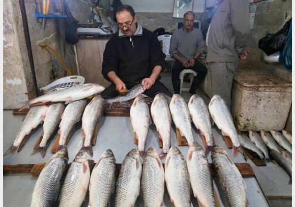 مرکز توزیع انواع ماهی در تهران