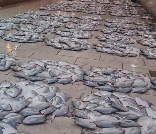 فروش عمده ماهی جنوب درجه یک در تهران