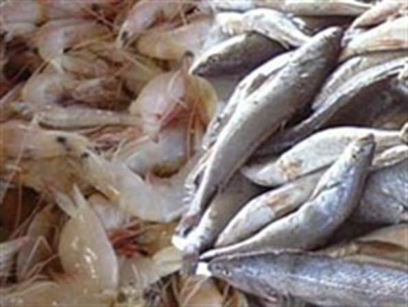 فروش ماهی جنوب | نماینده پخش انواع آبزیان دریایی در کشور