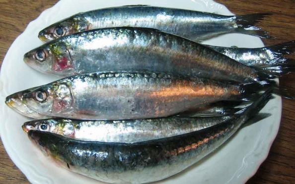 فروش آنلاین ماهی جنوب به قیمت تولید