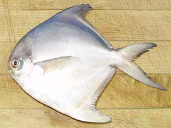 پرورش دهنده ماهی حلوا سفید درجه یک