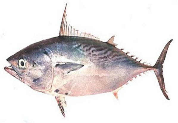 صادرات ماهی به کشورهای مختلف
