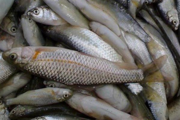 قیمت ماهی قزل آلا | مرکز توزیع عمده انواع ماهی در کشور