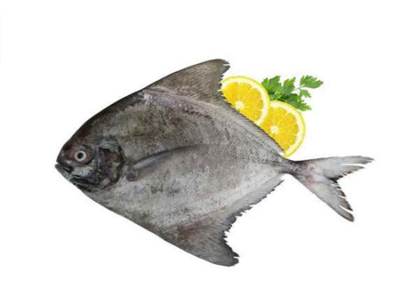 فروش ماهی حلوا سیاه | مرکز خرید انواع آبزیان در کشور