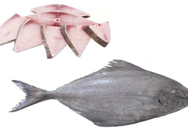 تولید کننده ماهی حلوا سیاه درجه یک در کشور