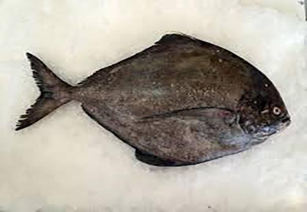 قیمت روز ماهی حلوا سیاه تازه